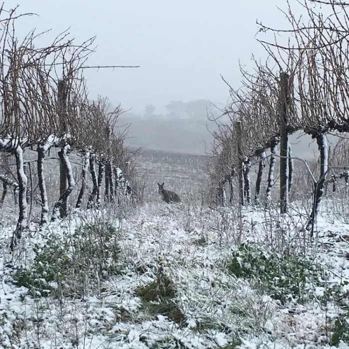 moppity-vineyard-in-the-snow