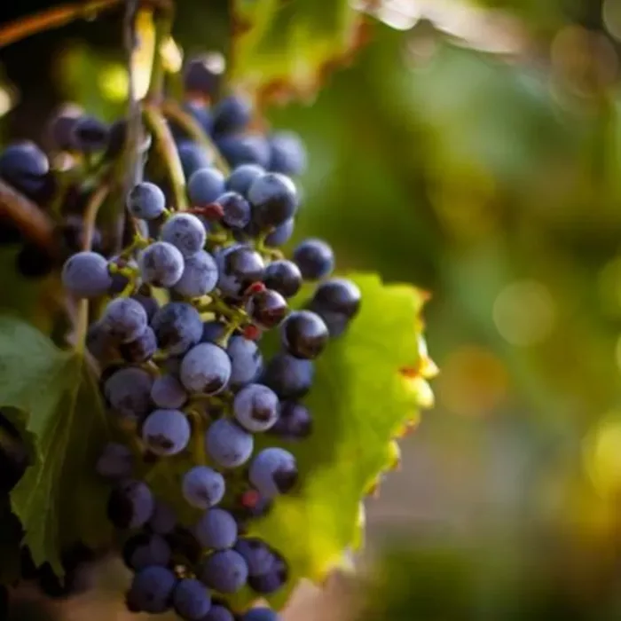 Sans-Pareil-Wine-Grapes