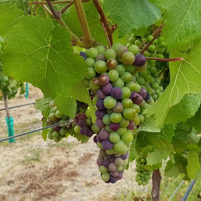 Rockburn-Wine-Grapes