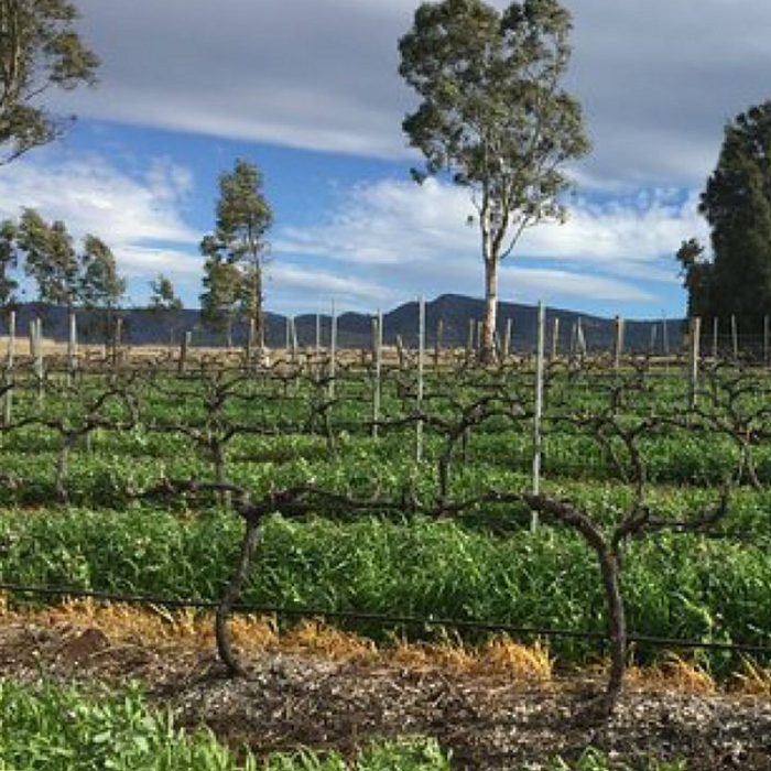 Genre Sauvignon Blanc - Image 3