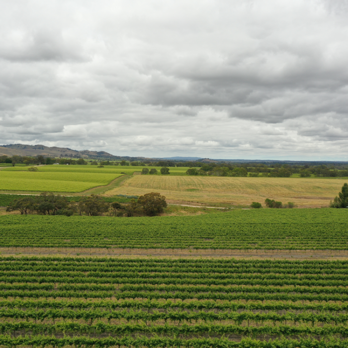 Biscay Road Shiraz - Image 4